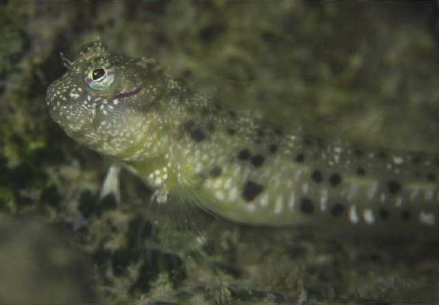 Glyptoparus delicatus